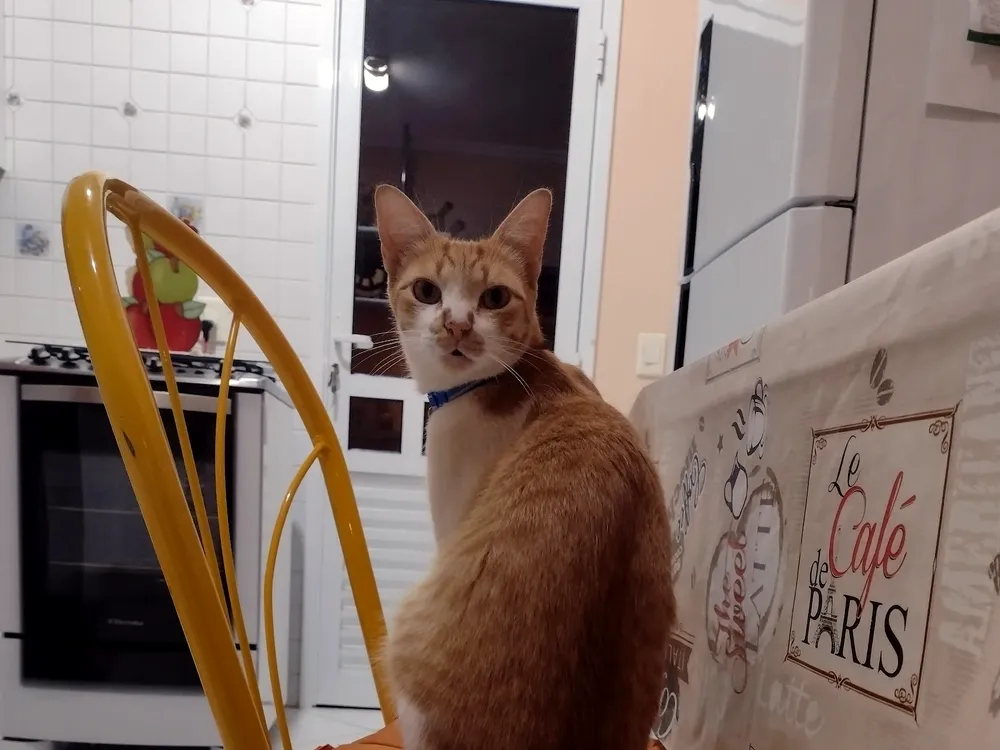 Cães