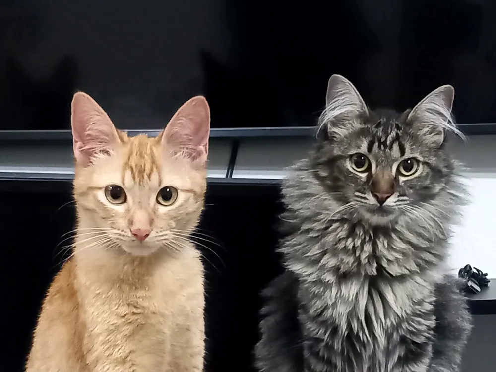Pequenos pets